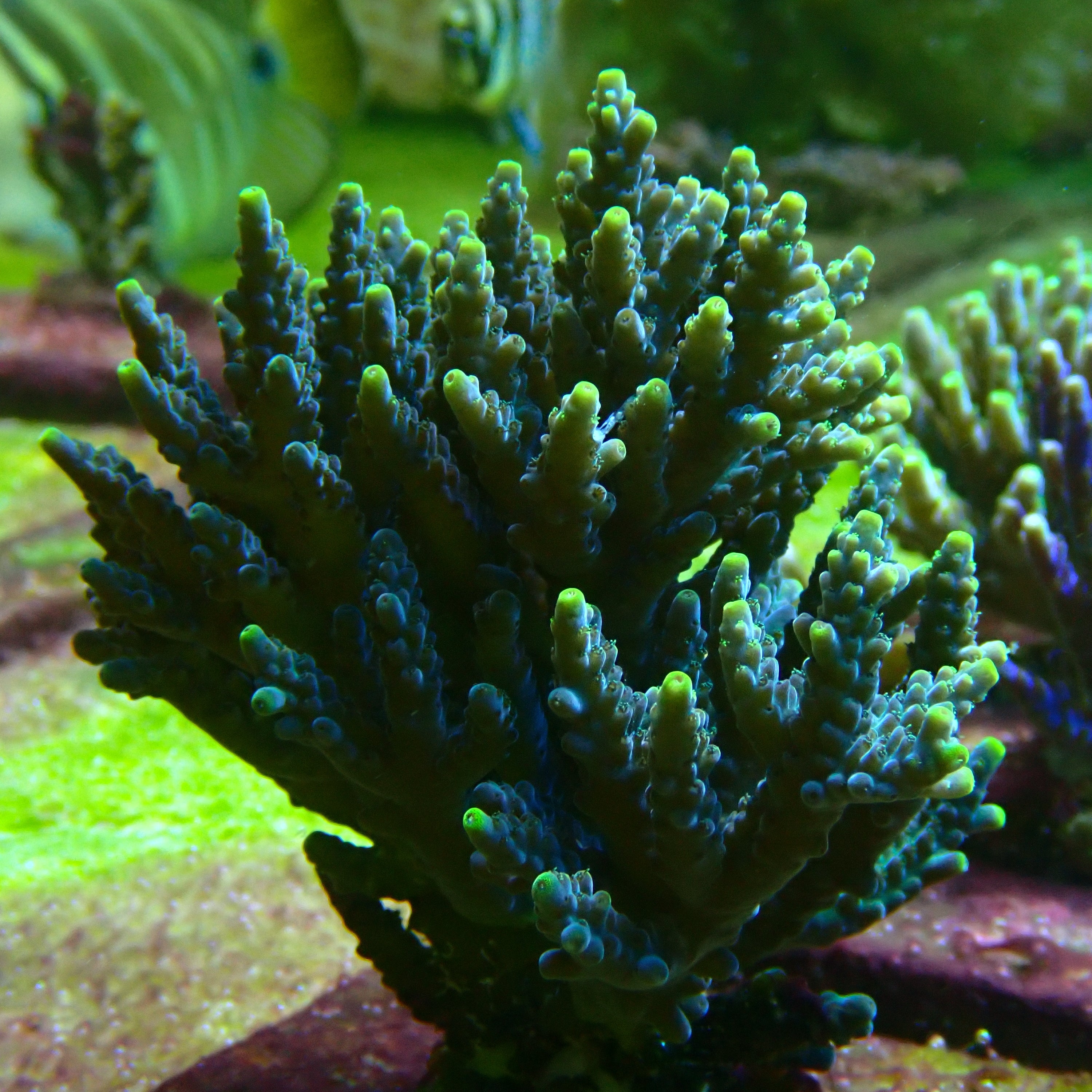 Acropora spec Pc bicolor