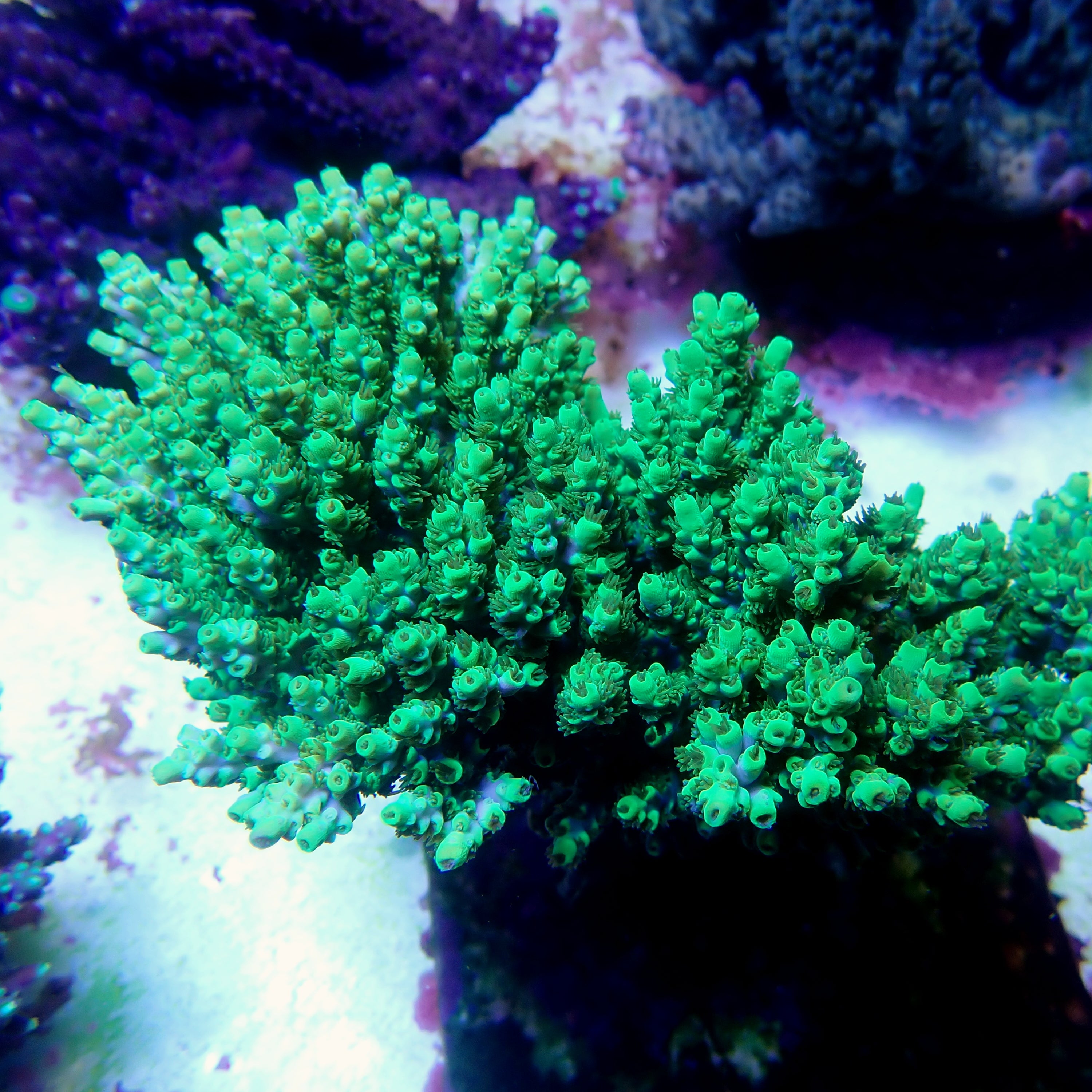 Acropora spec PC fiji nr 1