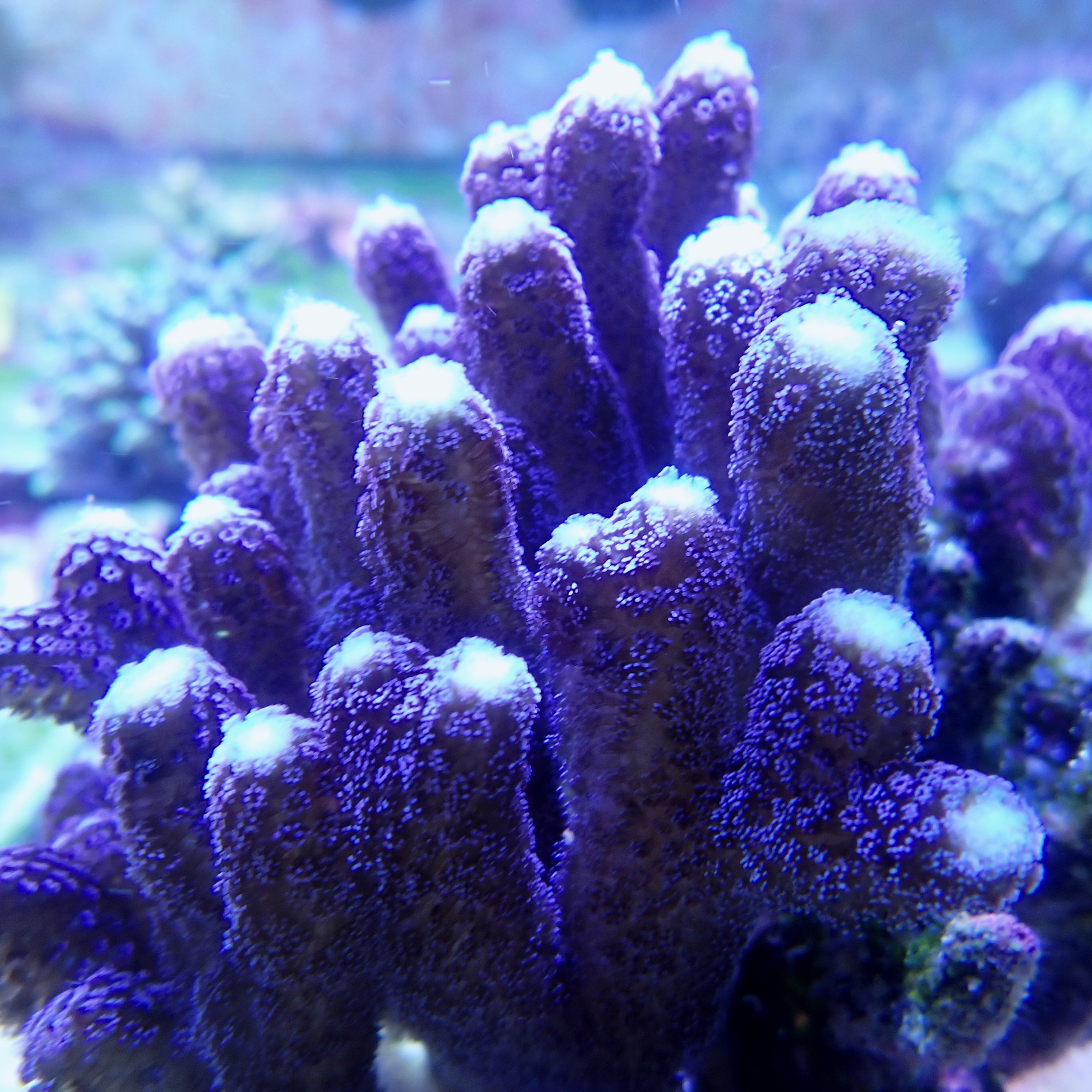 stylopora pistliata milka