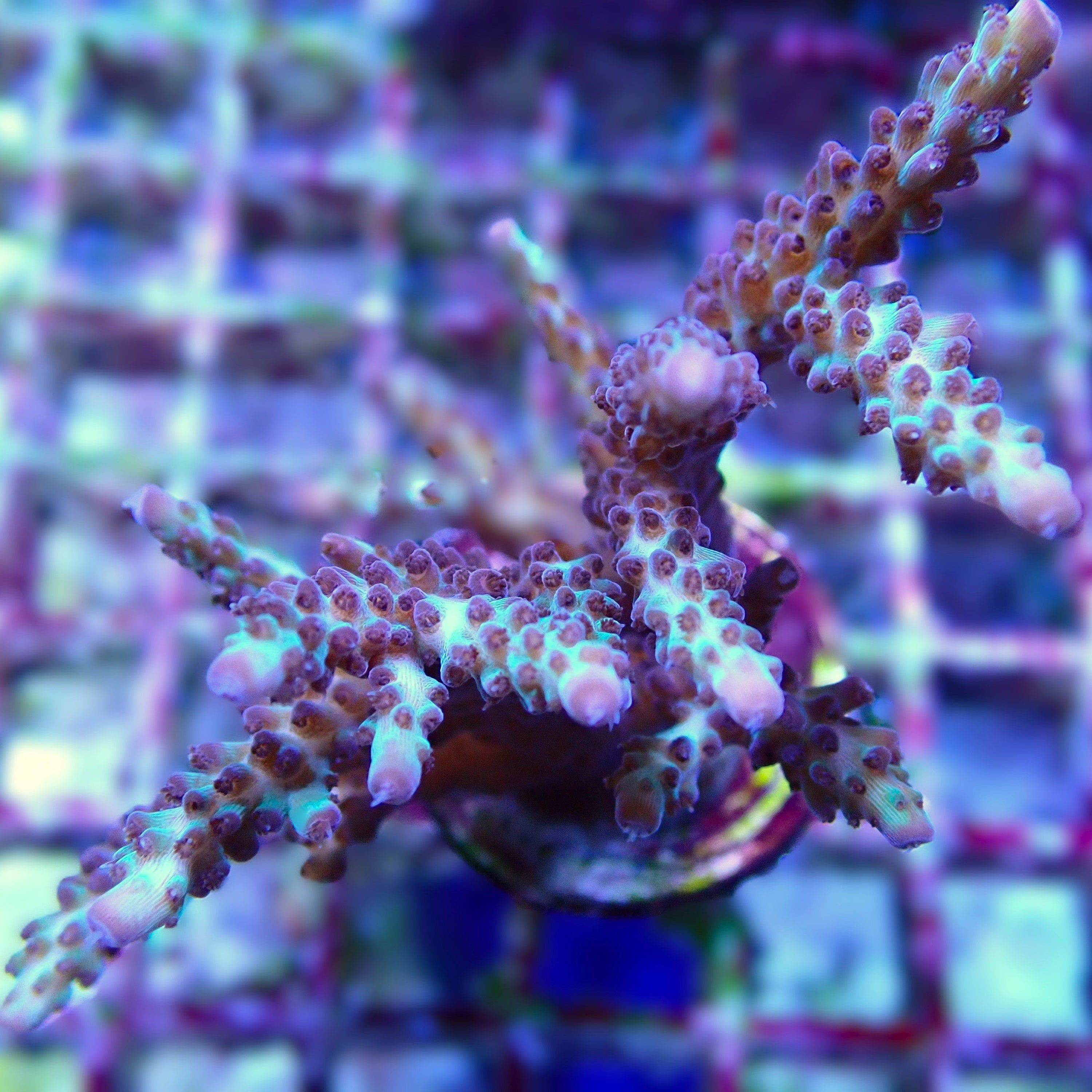 Acropora spec PC Kameleont