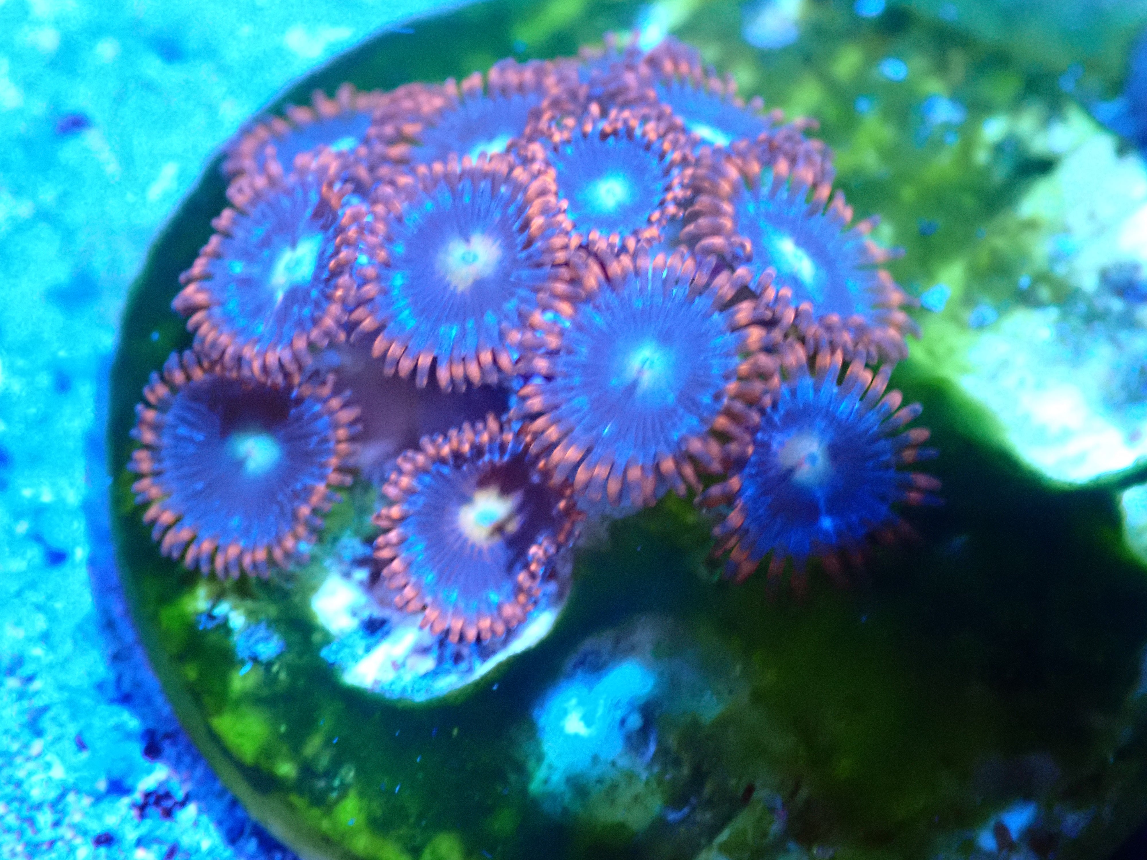 Zoantide